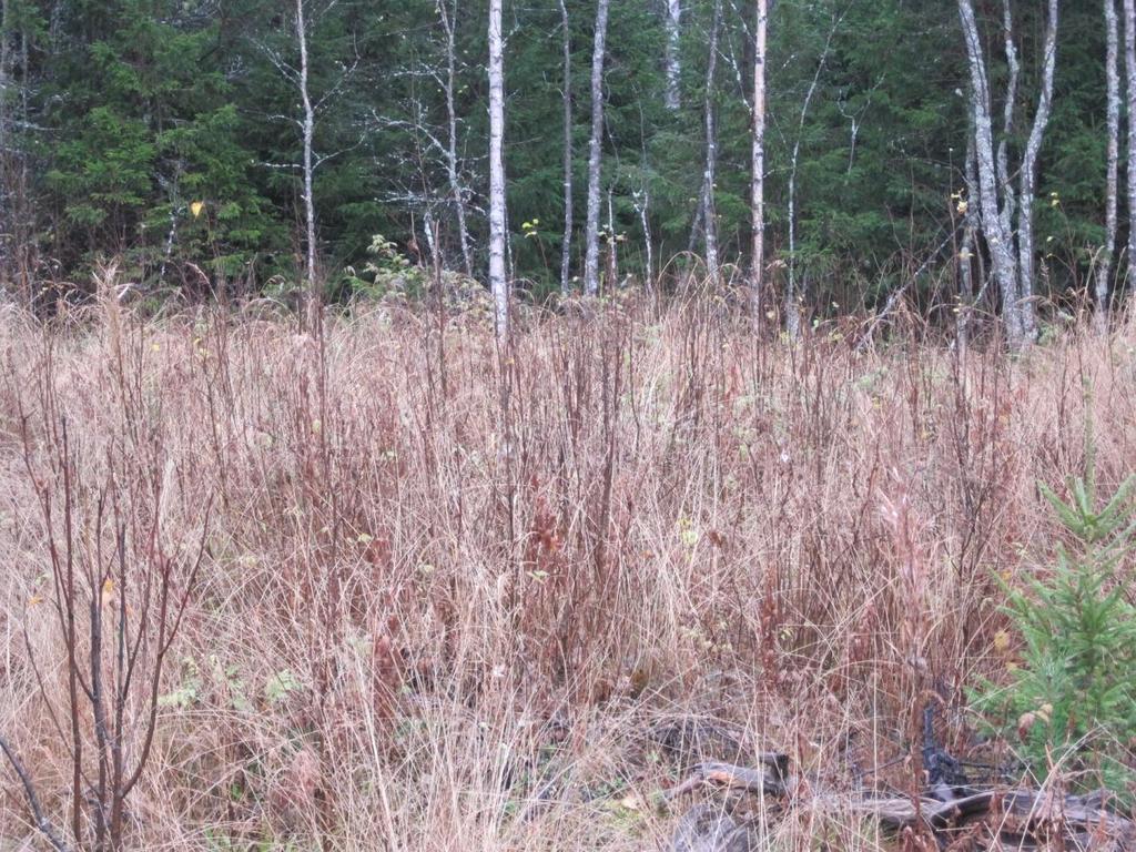 27 seissä taimikossa on toki poistettavaa puuta, mutta se ei ole vielä haitta kasvatettaville taimille, jotka olivat jo 1,5 metriä pitkiä ja lehtipuuta oli harvakseltaan.
