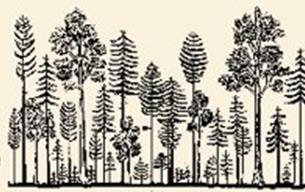 Metsien hoito tasaikäisrakenteisina puustoina vs jatkuvapeitteisinä Tasaikäismetsätalous (rotation forestry): puut samanikäisiä