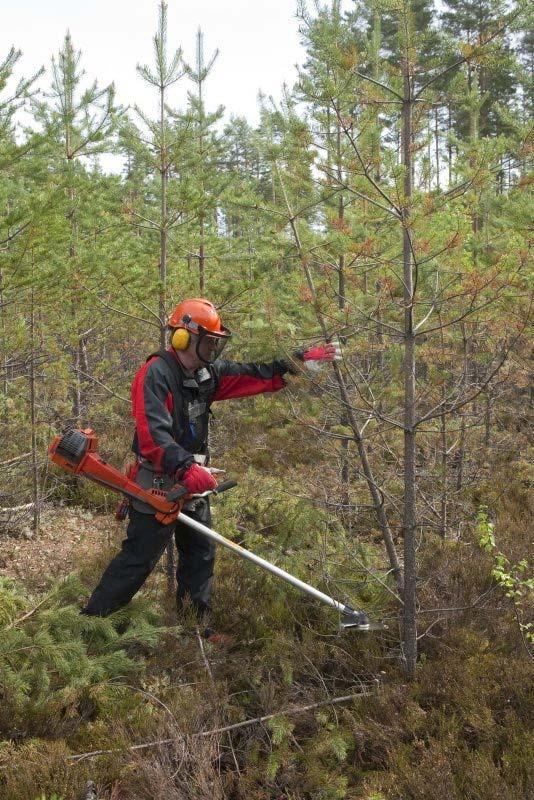 Mitä tiedämme muuta taimikoiden / taimikonhoidon laadusta? Muutamia esimerkkejä parissa omavalvontahankkeessa kertyneistä havainnoista. Kuva: Oksanen/Luke 7 23.11.