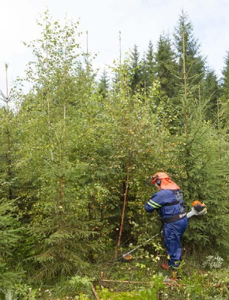 ajoitettuun, ennalta ajateltuun taimikonhoidon ohjelmaan.