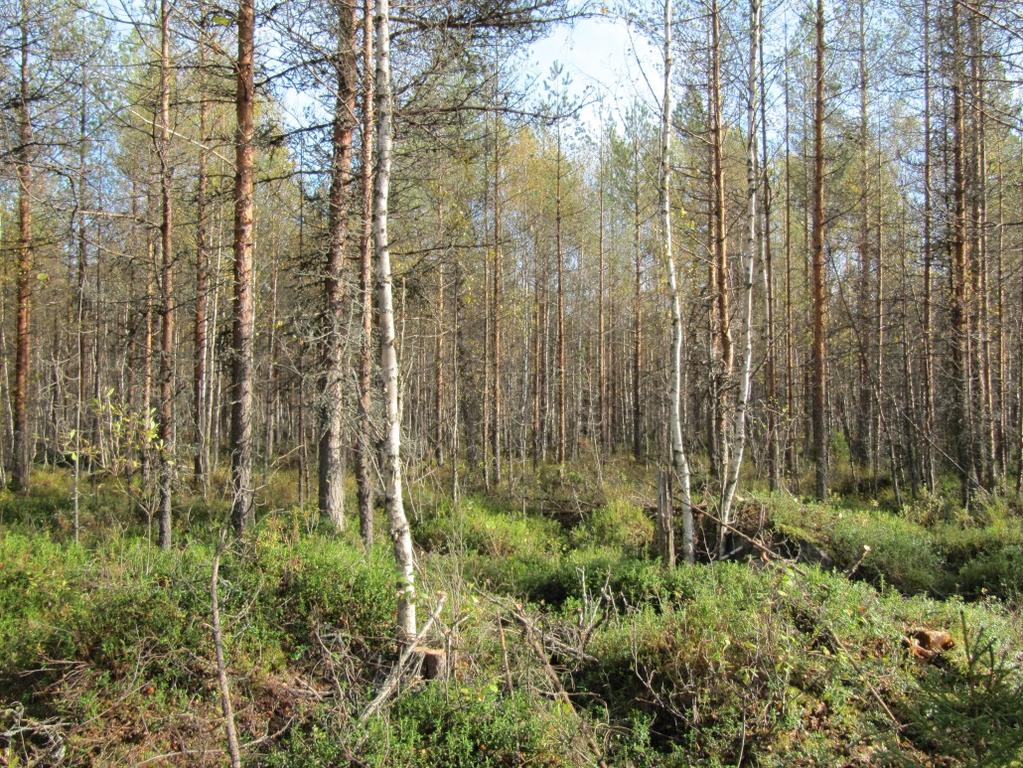 Keski-Pohjanmaan metsävarat Puuston tilavuus metsä ja kitumaalla 35 miljoonaa m³ (vmi 11) - 99 m³/ha -