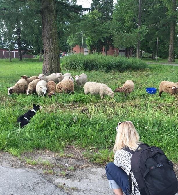 Laidunnuksen järjestäminen perinnebiotoopeille ja muille luonnonlaitumille TÄHÄN LISÄOTSIKKO, HANKETIETOA TAI KESKEIN VIESTI Vuokraamalla laiduneläimiä omalle maalleen/antamalla eläimensä vuokralle