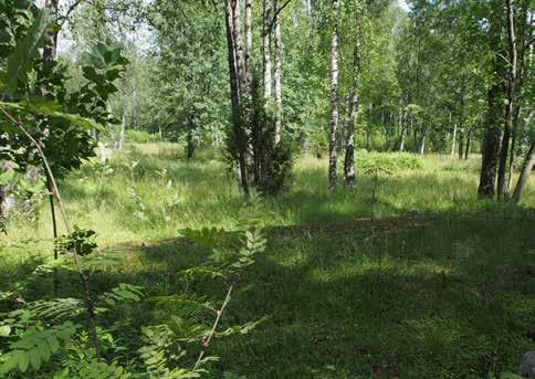 Niillä elää monia eri kasveja, hyönteisiä, lintuja, lepakoita, sieniä sekä vanhojen puiden rungoilla viihtyviä jäkäliä ja sammalia.