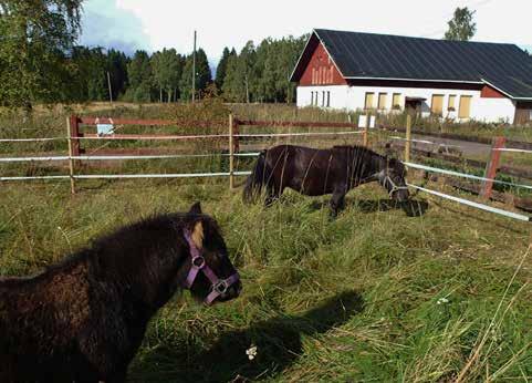 6.1 SKATAN TILA JA LÄHIYMPÄRISTÖ Skatan tilan ympäristöä kehitetään Uutelan virkistysalueen palveluiden keskuksena, joka tarjoaa kaupunkilaisille luonto- ja kulttuuriympäristöön liittyviä elämyksiä.