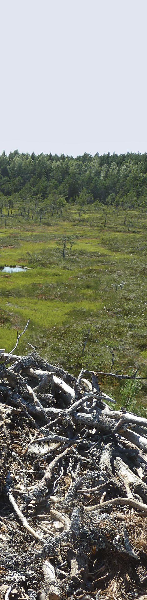 LinnustonSeuranta Lähes kolmannes Suomen sääksistä pesii rämeellä. One third of Finnish Ospreys Pandion haliaetus breed on peat bogs. Loppi.