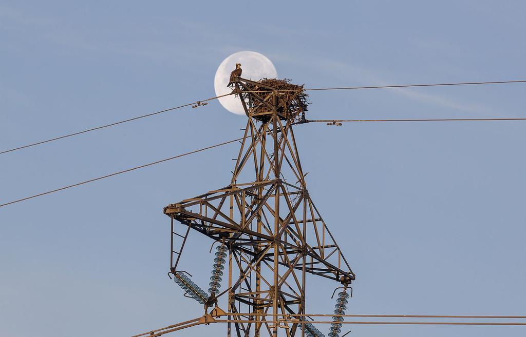 Suomen sääkset 1971 2016 Tekopesä tavallaan tämäkin. Sääkset löytävät toisinaan pesän sijan ihmisen tekemistä rakenteista. Osprey Pandion haliaetus can also build its nest into man-made structures.