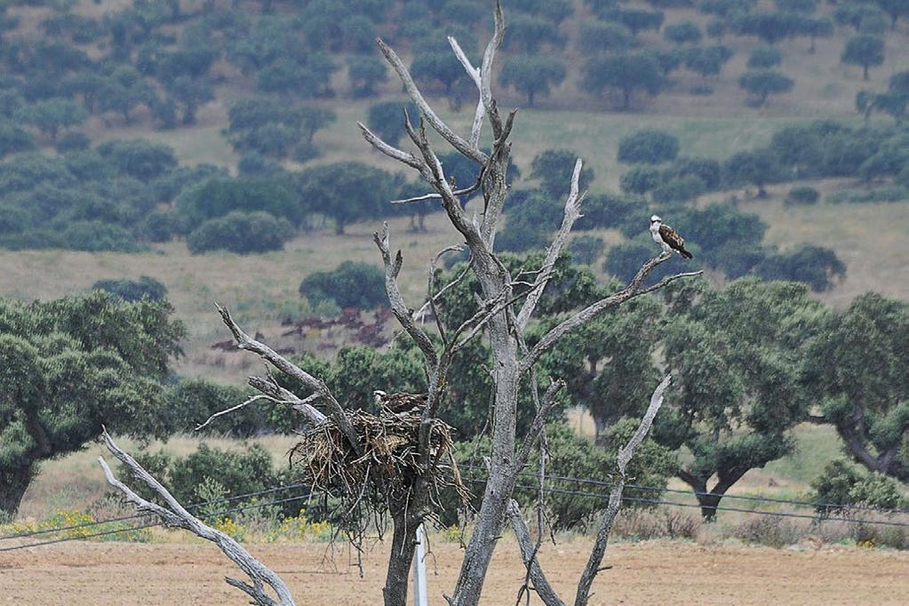 LinnustonSeuranta Suomalaiset siirrokkaat Iberian sääksikantaa elvyttämässä Aiemmissa vuosikatsauksissa olen kertonut Iberian niemimaan jälleenistutusprojekteista Andalusiassa, Portugalissa ja