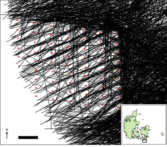 Seljänsuunmatalan törmäysvaikutukset 7 (20) Kuva 4 Lintujen muutto (mustat viivat) Nystedin tuulivoimaloiden (punaiset pisteet) vaikutusalueella tutkahavaintojen mukaan piirrettynä.