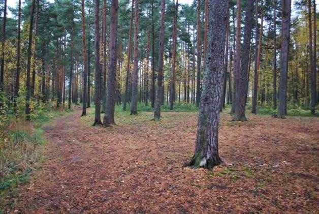 Koulun pohjoispuolella on metsä, joka näkyy kulumisen perusteella olevan ahkerassa käytössä.