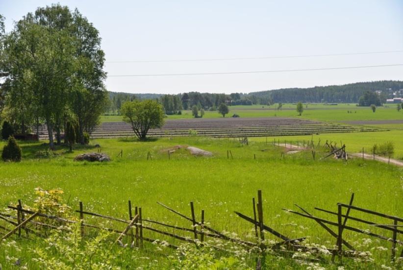 Rikkakasvien hallinta on helppoa, kun saa tiheät, nopeasti kasvuun lähtevät kasvustot.