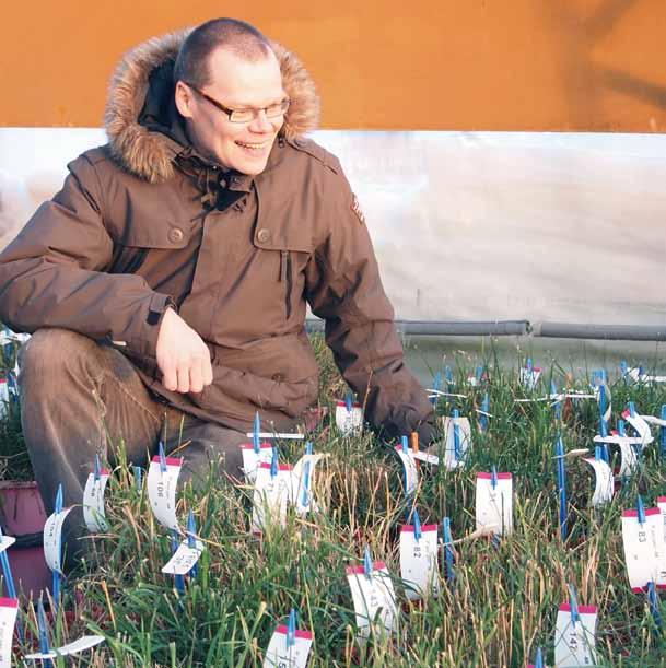 Boreal Nurmikasvien jalostaja Mika Isolahti korostaa oloihimme sopeutuneiden lajikkeiden ja paikallisen testauksen merkitystä.