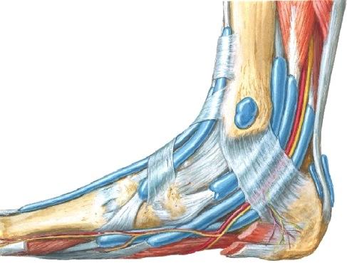 tibialis, joka kulkee pohkeen syvässä lihasaitiossa ja syvä pohjehermo (nervus fibularis profunda, joka kulkee säären etummaisessa lihasaitiossa?