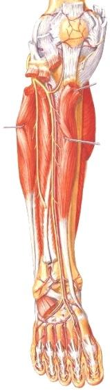 jalkapohjassa M. (fibularis) brevis-jänne M. (fibularis) -jänne Lyhyen jänne Peroneus tertius -jänne M. tibialis anteriorjänne M.