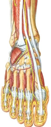 hallucis superficialiksen ihohaarat varpaisiin et digitorum brevis. Niiden alla vielä jalkapöydän valtimokaari ja dorsaaliset interosseuslihakset. A. tibialis anterior hallucis A.