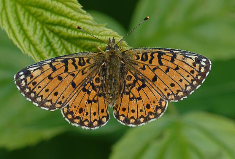 ichnea -koiraan alapuoli on alarivissä vasemmalla.