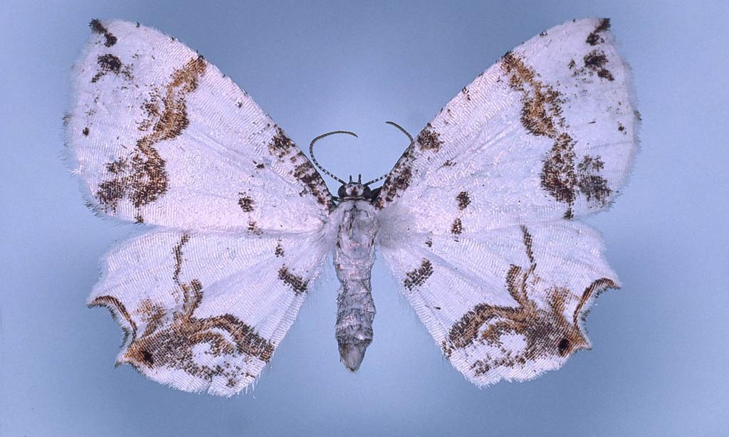 Tunnetuin edustaja lienee tauluissa myytävä Chrysiridia madagascariensis (Urania ripheus), joka kuuluu alaheimoon Uraniinae (kuva). Koko maailman lajiluku on 686. s.