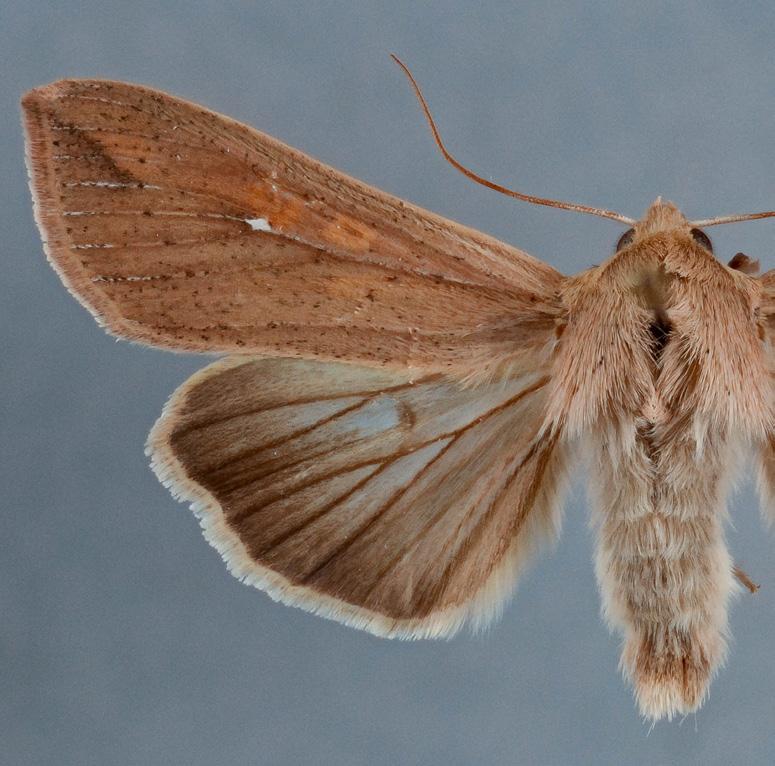 Täydennyskuvia Isoraanumittari Epirrhoe tartuensis, Ural 976,5 Mythimna