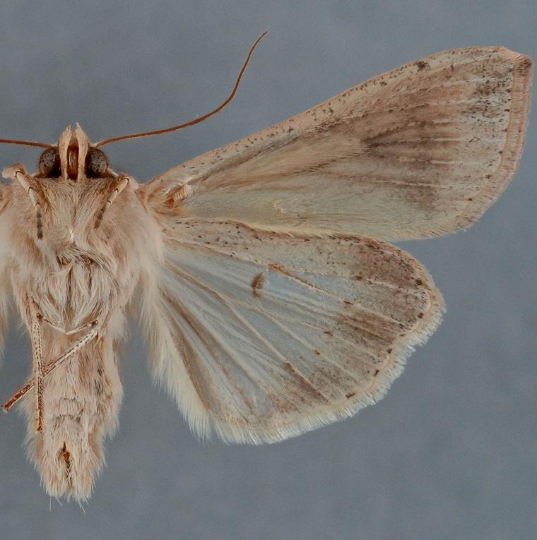 Vandrargräsfly 33 44 mm < 16.10. 13.11.2015. SPS.