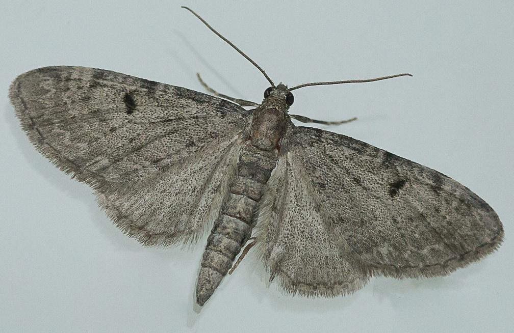 Neulaspikkumittari