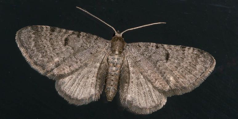 tantillaria