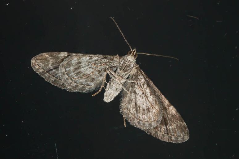 alapinnalla yleensä