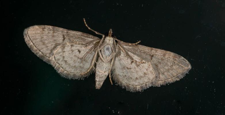 Suomenpikkumittarin