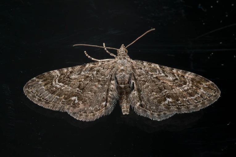 Chloroclystis-juova