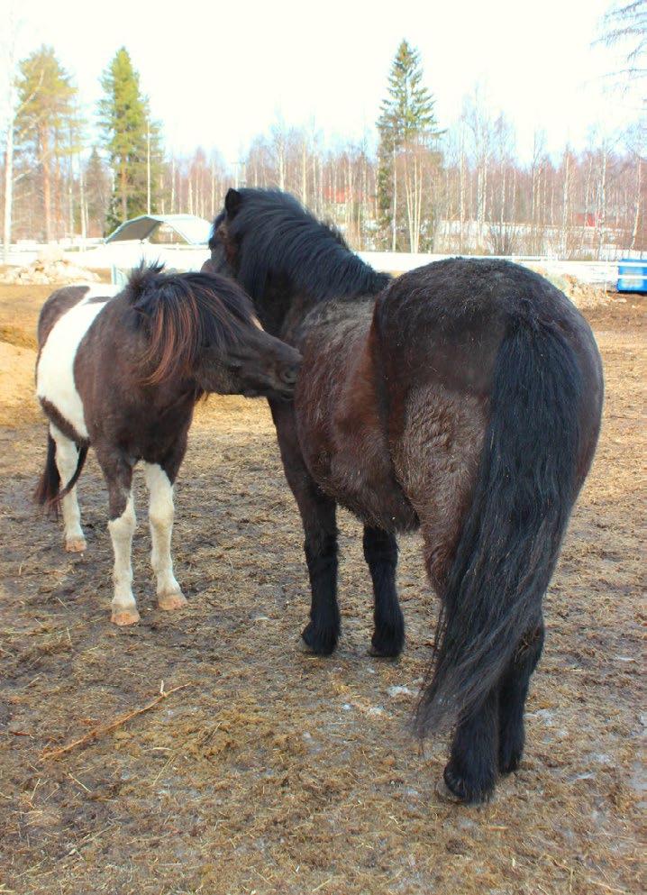hyväksyttiin juuri sellaisina kuin he olivat. Aluksi Liisa vähän pelkäsi hevosia, mutta aikaa myöten pelko hävisi ja synnytti sekin voimauttavan kokemuksen.