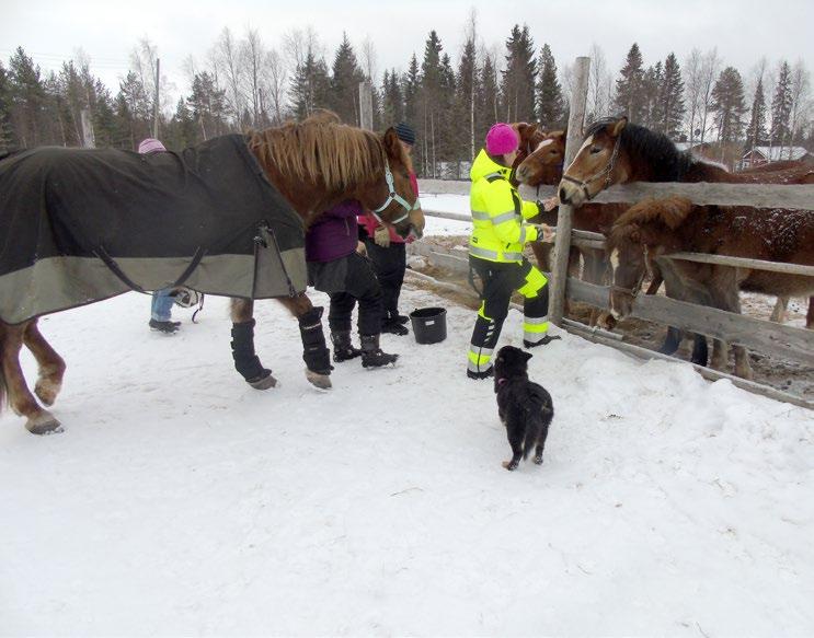 Hevostoiminta kuntoutuksen tukena Hankkeen aikana kehitettiin hevostoiminnan mallia kuntoutuksen tueksi. Hevostoiminnassa tehtiin yhteistyötä kemijärveläisen Outisen ratsastustallin kanssa.