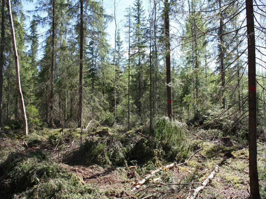 Eri-ikäisrakenteinen hakkuu Tämä esitys pohjautuu dokumentteihin Laki metsälain muuttamisesta 1085/2013 Valtioneuvoston asetus metsien kestävästä hoidosta ja