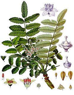 Pyhä savu ja mirhami Pyhä savu = olibaanihartsi eli frankinsensi on aromaattista pihkaa, jota saadaan Boswelliasuvun puista.