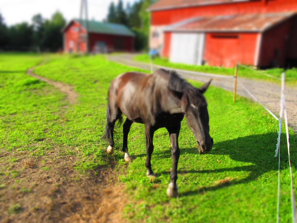 Mitä hankkeessa tehdään 4.