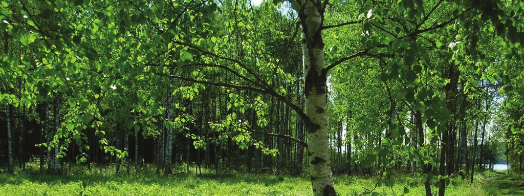 Kuva 3. Avomaisemaa ylläpidetään Myllypuron ympäristössä. Kuvassa pilkottaa Nuuksion Pitkäjärven pohjoisranta. Kuva: Anu Luoto.