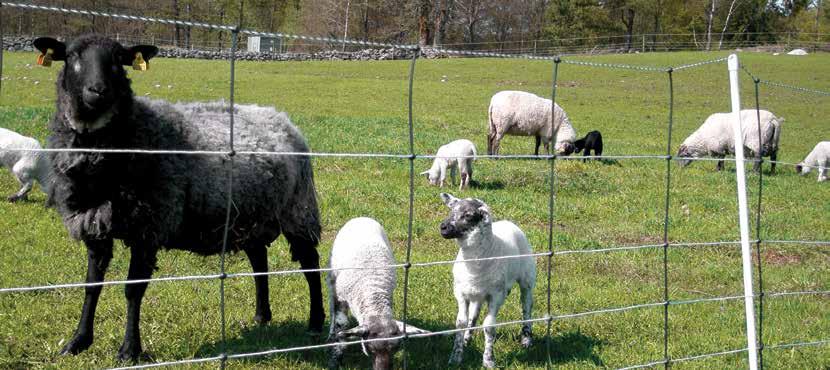 DeLaval lammasverkon erinomainen johtavuus ja tehokas pelotevaikutus pitävät lampaat ja vuohet aitauksen sisällä ja petoeläimet