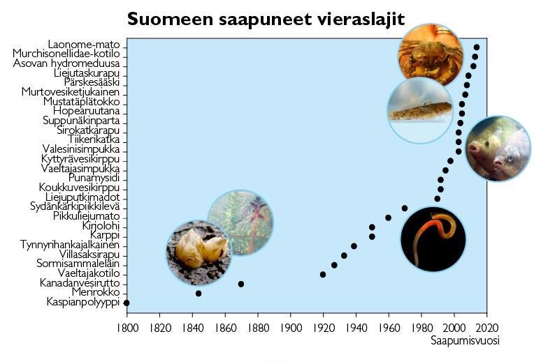 aluevesillä (Viro 2012). Jos laji osoittautuu eri lajiksi kuin Viron löytö (kuten tällä hetkellä arvellaan), on se uusi laji Itämerelle ja lasketaan siten myös indikaattorituloksissa mukaan.