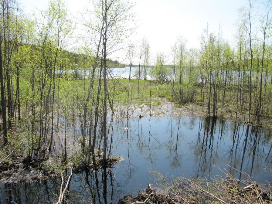 14 Kuva 1. Heiniöjärven kosteikko. Kuva Lasse Häkkinen 2012. Etelä-Savon kohteessa oli myös laskeutusallas.