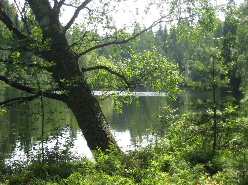 ARVOT Osallisuus (Aktiivinen toimija / olija) Yhdenvertaisuus (Kansalaisuus) Itsemääräämisoikeus (Päättäjä / subjekti) Oikeus tulla kohdelluksi kokonaisvaltaisesti