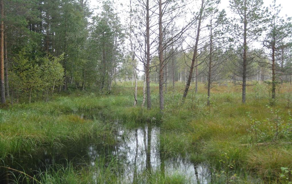 Luonnonhoitohanke, esimerkkejä
