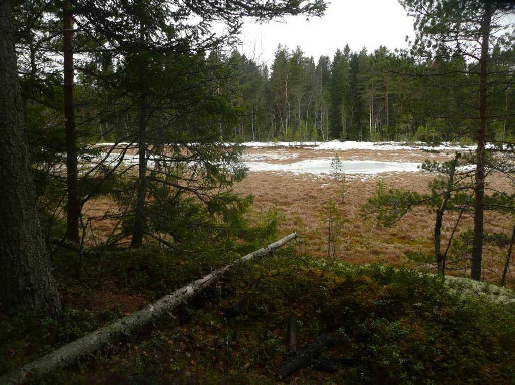 Koskskogen-Maraholmsträsket Elinympäristöjä: Metso I ja II -luokan korpia ja rämeitä, Metso II- ja I-luokan kuivahkoja ja tuoreita runsaslahopuustoisia kangasmetsiä, jonkin verran Metso