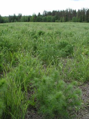 Rypsin ja rapsin rikkatorjuntaa Glyfosaatti voidaan rekisteröintien puolesta ruiskuttaa ennen ja jälkeen kylvöä, sekä ennen puintia (Reglone ) Torjutaan pääasiassa talvehtineita lajeja; saunakukkaa