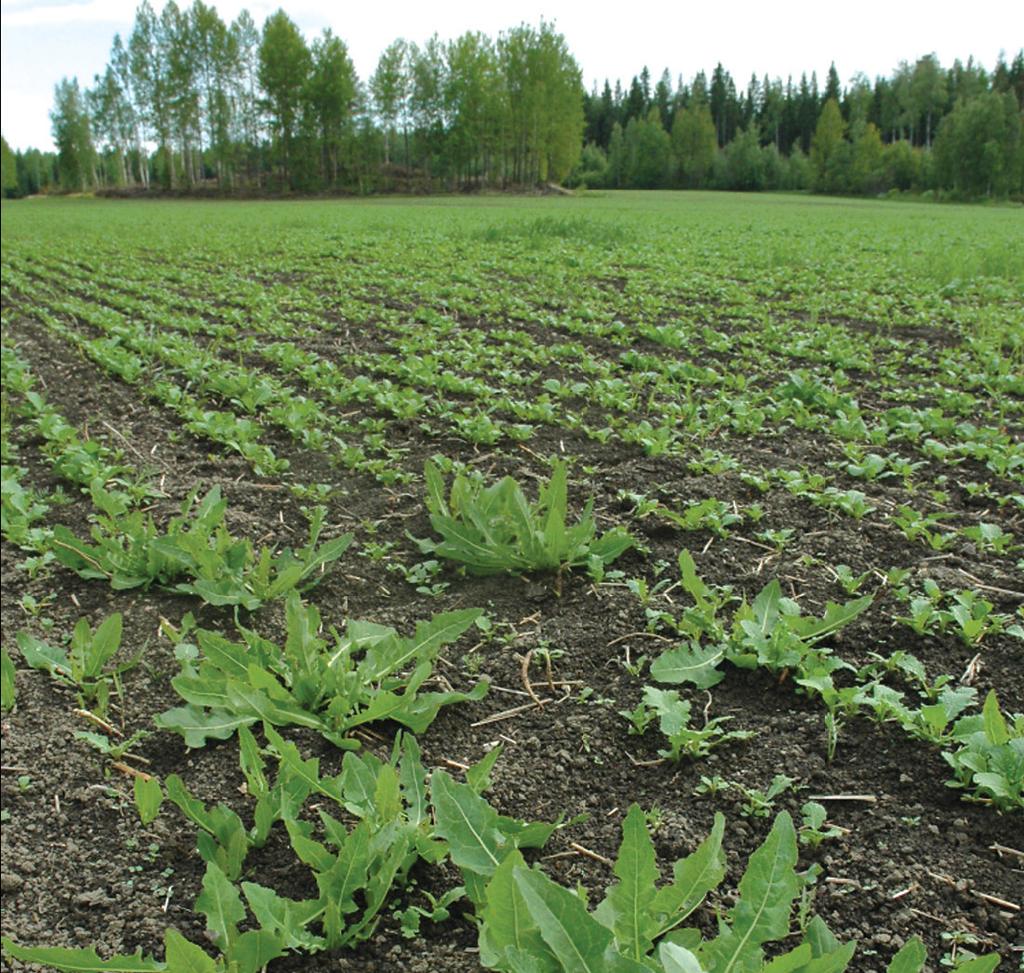 Rypsin ja rapsin rikkatorjuntaa Käyttö rikkojen 3 4