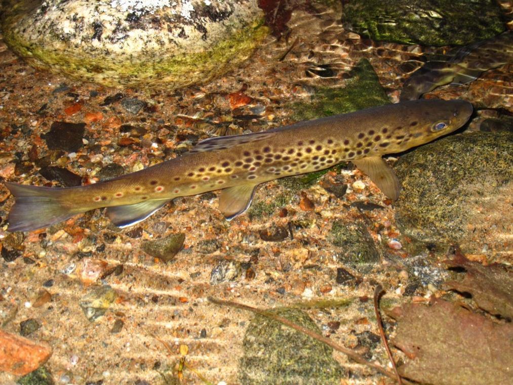 Riihimäen alapuoli alkoi elpyä Riihimäen alapuolella pääuomassa on pitkään ollut 30 km pituinen alue, jossa taimenet eivät ole lisäänyneet yhden kosken pientä lisääntymistä