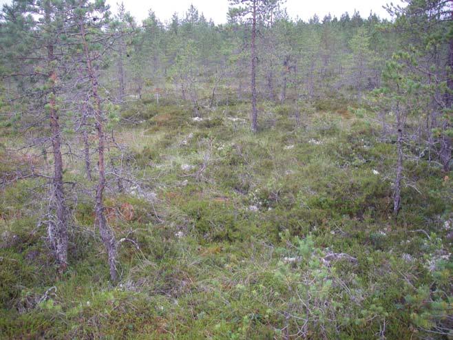 Titurmossenin tutkimus- ja syvyyspisteet.