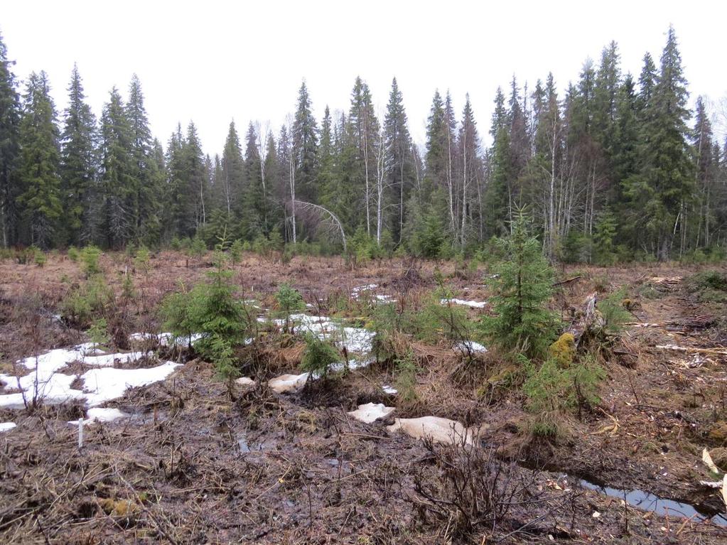 Avohakkuulla uudistaminen Tällä hetkellä 0,3 ha pienaukko hyväksytään metsälaissa, muistuttaa avohakkuun oloja Jos runsaasti alikasvosta, voidaan avohakkuulla = ylispuiden poistolla (+pienpuuston