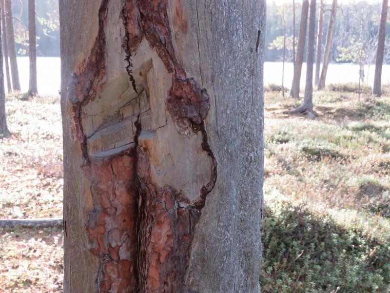 14 L-leima näkyy pilkan oikealla alareunalla kirveellä tehdyn kolon alapuolella. Leimapuu 2 kuvattu lounaaseen.