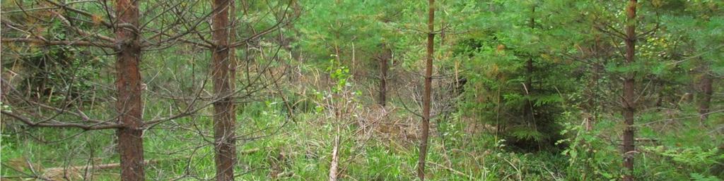 paikoin pihlajaa. Kenttäkerroksen yleisiä lajeja ovat metsälauha, puolukka, metsäkastikka, sananjalka ja metsätähti. Kuva 11: Tuulivoimala 28.