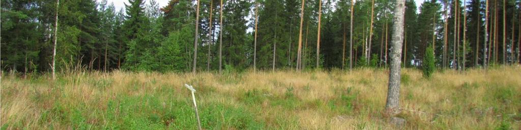 Harvakseltaan esiintyy myös kuusta ja haapaa. Kenttäkerroksessa kasvaa muun muassa metsälauhaa, puolukkaa ja kanervaa. Kuva 2: Tuulivoimala 7.