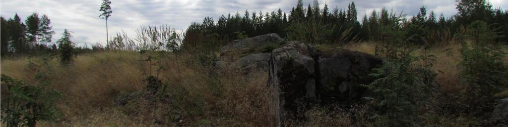 Kenttäkerroksen valtalajeina ovat hyvin tiheänä kasvustona esiintyvät metsälauha ja metsäkastikka. Kuva 8: Tuulivoimala 23. (Kuva: Matti Häkkilä) 3.