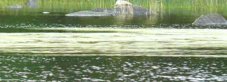 Taustalla järviruokoa. Kuva: Anne-Marie Hagman. Kuva 9. Särkjärven uistinvitakasvillisuutta elokuussa 2011. Kuva: Anne-Marie Hagman. Särkjärvi on kasvillisuudeltaan karua.