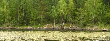 Kelluslehtisten vesikasvien vyöhyke on selvästi ilmaversoisvyöhykettä kapea-alaisempi.